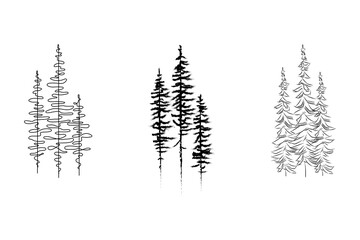 Firs , pines .Black pines silhouette vector set,  tattoo idea.