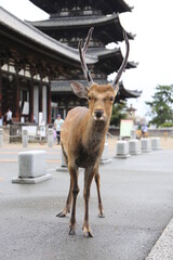 奈良の鹿　世界遺産興福寺（五重塔）