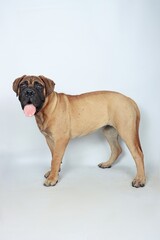 standing bullmastiff isolated on studio 