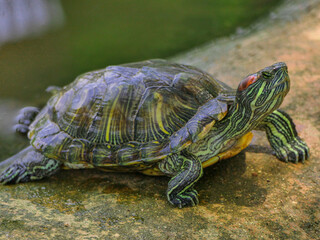 Crocodiles image stock photo on the pool.