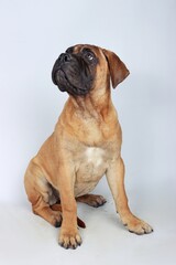 Obraz premium sitting puppy bullmastiff isolated on studio