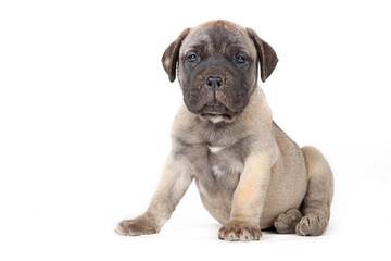 sitting puppy bullmastiff isolated on studio