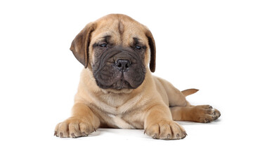 bullmastiff puppy lying isolated on a background in studio 