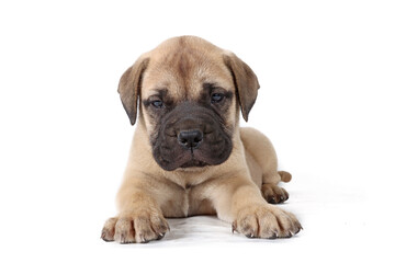 Obraz premium bullmastiff puppy lying isolated on a background in studio 