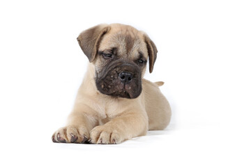 bullmastiff puppy lying isolated on a background in studio 