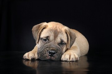 bullmastiff puppy lying isolated on a background in studio 