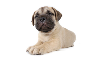 Obraz premium bullmastiff puppy lying isolated on a background in studio 