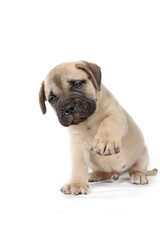 puppy that gives the paw isolated on white background 
