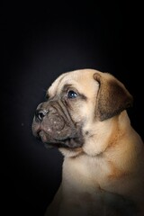 portrait of a bullmastiff puppy in studio 