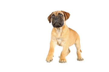 standing bullmastiff isolated on studio 