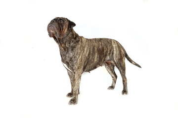 adult bullmastiff isolated on studio 