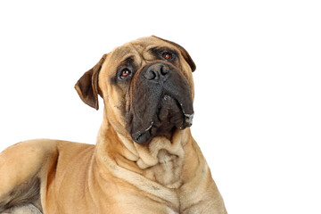 adult bullmastiff isolated on studio 