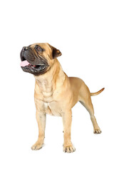 adult bullmastiff isolated on studio 