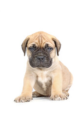 sitting puppy bullmastiff isolated on studio