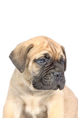 portrait of a bullmastiff puppy in studio 