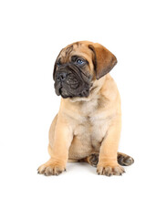 sitting puppy bullmastiff isolated on studio