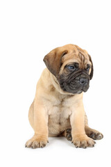 Obraz premium puppy isolated