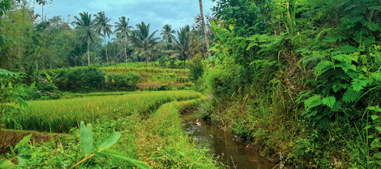Fototapeta premium rice terraces in island