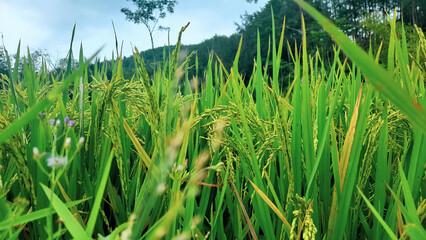 green rice on blue sky background