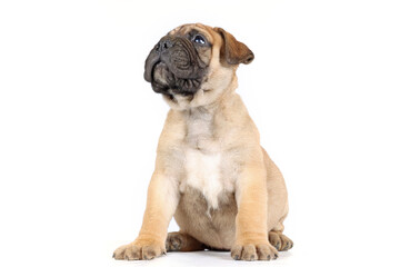 Fototapeta premium sitting puppy bullmastiff isolated on studio