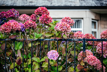Fototapeta na wymiar Pink hydrangea flowers in a front yard in Scotland, the UK
