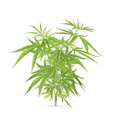Obraz premium Marijuana trees for medical use are used separately isolated on transparent background. (.PNG)