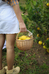 Obraz premium Fresh yellow ripe lemons on tree. Growing Lemon with Basket full of lemon &nbsp;in farm.