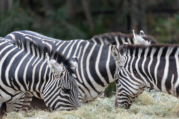 Close up zebras grazing grass with blurred background in zoo.