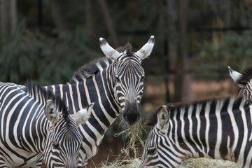 Close up zebras grazing grass with blurred background in zoo.