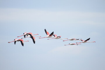 flamingos in flight