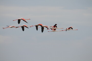 Fototapeta premium flamingos in flight