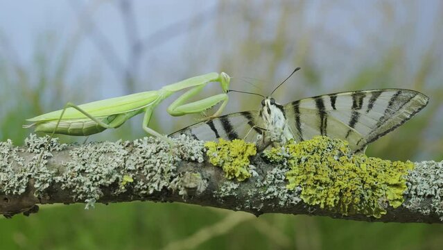 Green praying mantis hunts and eats big butterfly caught. European mantis (Mantis religiosa) and Scarce swallowtail butterfly (Iphiclides podalirius). Macro shot 