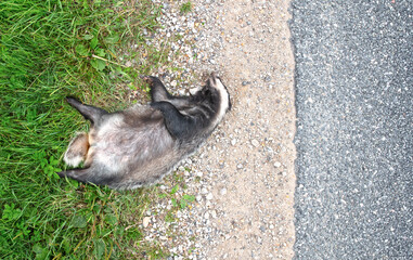 Adult European Badger (Meles meles), roadkill
