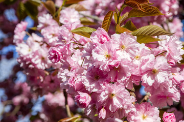 Japanese cherry blossom in spring. Macro view