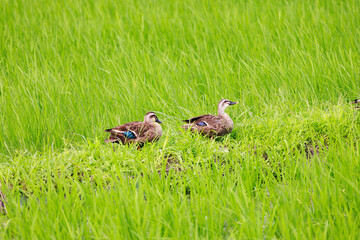 水辺で暮らす鴨