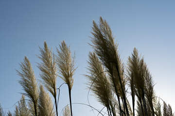 Cortaderia selloana, pampas grass large fluffy spikelets of white and silver-white color against the sky, natural background