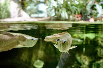 Aravan or light aravan Osteoglossum bicirrhosum is a tropical freshwater fish from the Aravan family of the order Aravaniformes