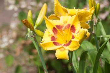 Fototapeta na wymiar Blooming yellow daylilies in the garden