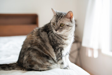 猫
