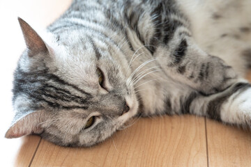 Obraz premium 室内 猫