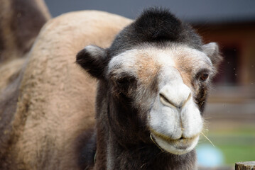 a brown camel with a black head and a white nose in a nature park on a sunny day
