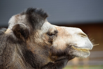 a brown camel with a black head and a white nose in a nature park on a sunny day