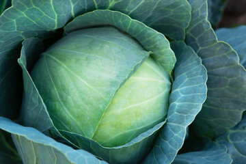 Obraz premium Fresh, white cabbage growing in a vegetable garden on a farm.