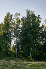 Obraz premium Birch groove of a pasture from the cultural landscape of Toten, Norway, a summer evening in August.