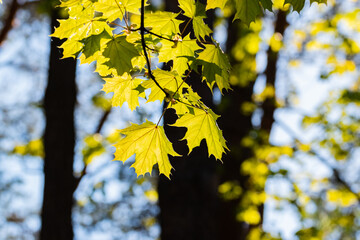 Maple leaves brighten with the sun in the forest on a sunny day.