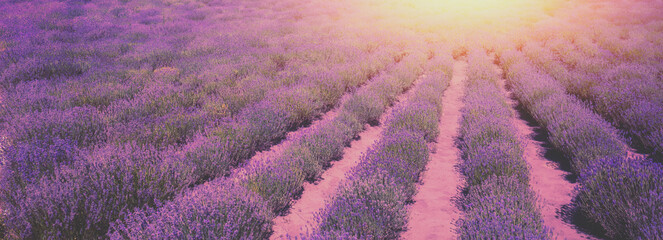 Blossoming lavender field. Nature background. Horizontal banner