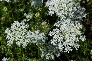 Daucus carota inflorescence, showing umbellets. White small flowers on garden. Blooming vegetables in the garden