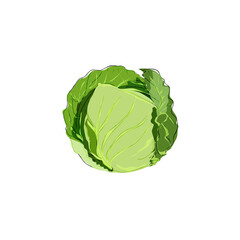 cabbage isolated on transparent 