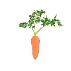 carrots isolated on transparent 