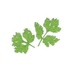 parsley isolated on transparent  background
